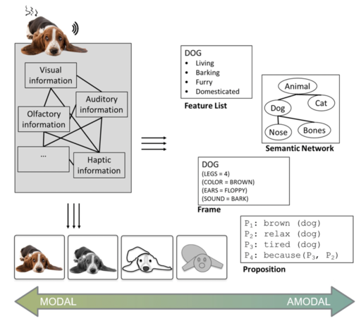 Modal vs. amodal representation of a dog